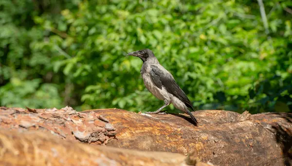 Ağaçtaki genç karga