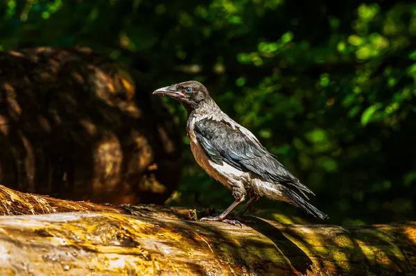 Ağaçtaki genç karga