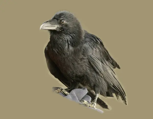 Siyah kanatlı siyah kuş, beyaz arka planda izole.