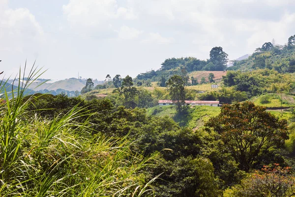 Farm in the Colombian coffee region, surrounded by beautiful forest areas planted with native trees of the region