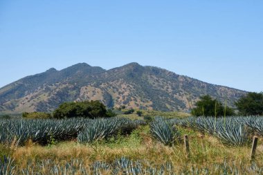 Meksika 'nın Jalisco eyaletinde yetiştirilmiştir.