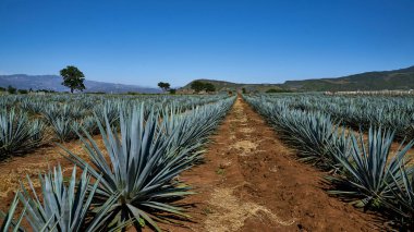 Agave ekimi Amatitan Jalisco 'da, arka planda çevre tepelerde. Agave ekimi.