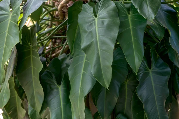 Yeşil Bolluk Philodendron Hayat Dolu Yaprakların Ayrıntıları — Stok fotoğraf