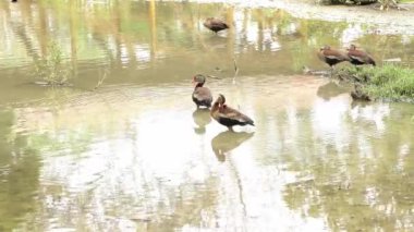 Kahve Bölgesi 'nde biyolojik çeşitlilik. Ördekler Doğal Yaşam Alanlarında, Pereira Tropikal Gölü