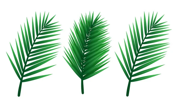 Пальмовые Листья Векторный Клипарт Белом Фоне — стоковый вектор