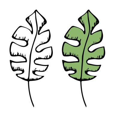 Canavar yaprağı. Renkler için resim. Eskiz tarzında yaprak. Vektör ortamı.