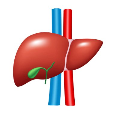 İnsan karaciğerinin anatomisi. Beyaz arkaplanda izole edilmiş vektör 3B ortamı.