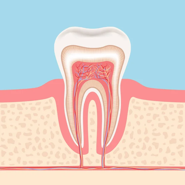 Dente Umano Struttura Anatomica Del Dente Illustrazione Vettoriale — Vettoriale Stock