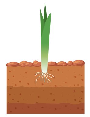 Pırasa. Pırasa toprakta büyüyor. Vektör illüstrasyonu.