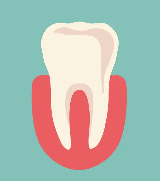 Dente Umano Anatomia Del Dente Illustrazione Vettoriale — Vettoriale Stock