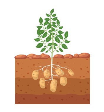 Bahçe yatağında patates. Patates yumrusu toprakta yetişiyor. Vektör illüstrasyonu.