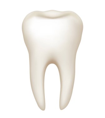 İnsan dişinin yapısı. Diş anatomisi. Vektör illüstrasyonu.