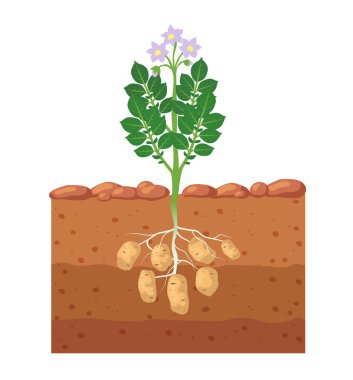 Bahçe yatağında patates. Patates yumrusu toprakta yetişiyor. Vektör illüstrasyonu.