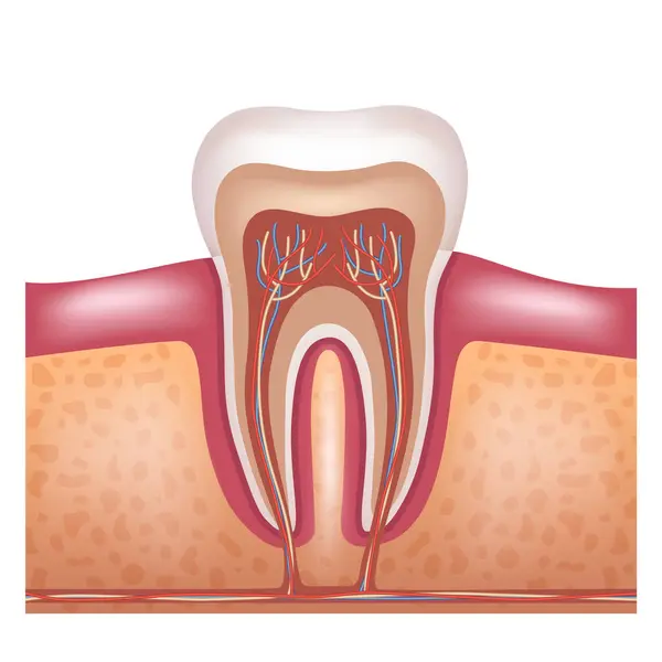 Struttura Dente Umano Anatomia Del Dente Illustrazione Vettoriale — Vettoriale Stock