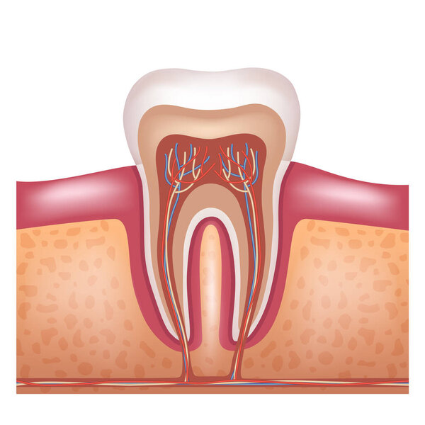 The structure of a human tooth. Anatomy of the tooth. Vector illustration.