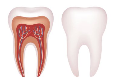 İnsan dişinin yapısı. Diş anatomisi. Vektör illüstrasyonu.