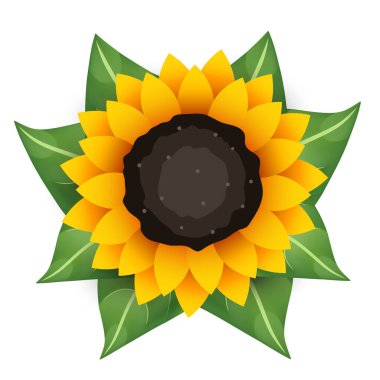 Ayçiçeği. Beyaz arkaplanda izole edilmiş vektör illüstrasyonu.