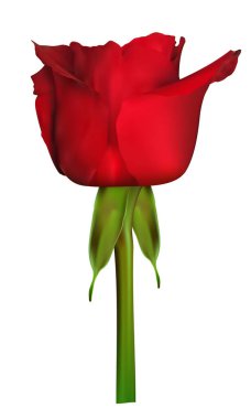 Rose 3D klipsi. Gerçekçi vektör beyaz arkaplanda izole edildi.