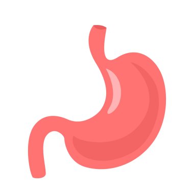 İnsan midesi. Beyaz arkaplanda izole edilmiş vektör 3B ortamı.