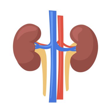 İnsan böbrekleri. Beyaz arkaplan üzerinde vektör düz clipart izole.