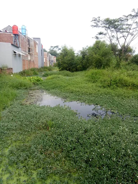 a photo of a swamp behind the house filled with water and grass