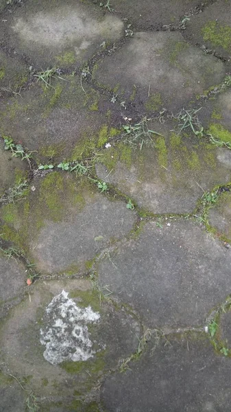 Μια Φωτογραφία Από Τσιμεντένιο Πάτωμα Έξω Ήταν Καλυμμένη Πράσινα Βρύα — Φωτογραφία Αρχείου