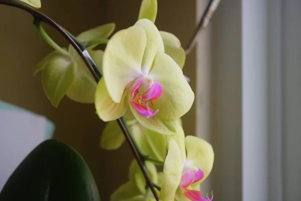 Una Foto Dei Bellissimi Fiori Orchidea Giallo Leggermente Viola Alla — Foto Stock