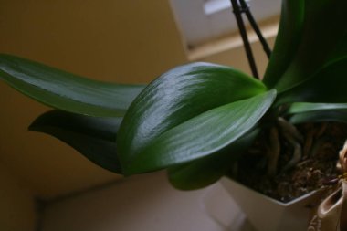 Orkide çiçeğinin yeşil yaprakları sabah ışığına karşı geniş ve geniştir.