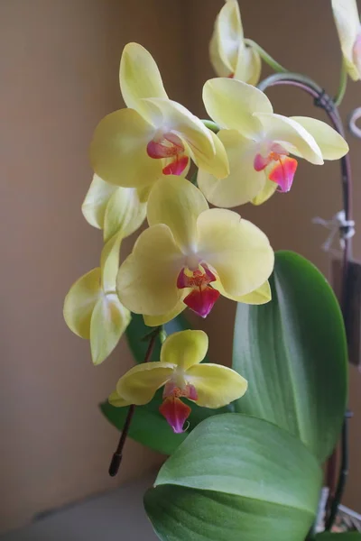 Güzel Orkide Çiçeklerinin Sarı Renkli Bir Fotoğrafı Pencerenin Önündeki Işıkta — Stok fotoğraf