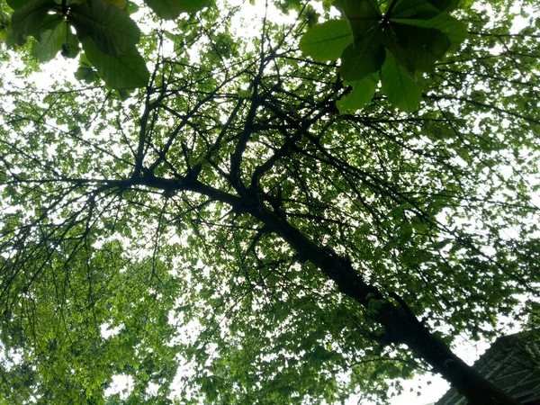 Ein Saftig Grüner Kirschbaum Wird Von Unten Fotografiert — Stockfoto