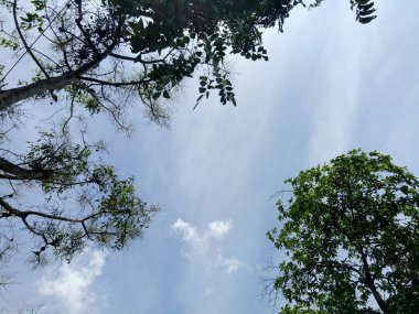 Gün boyunca birkaç ağaç dallı, berrak bir gökyüzünün fotoğrafı.