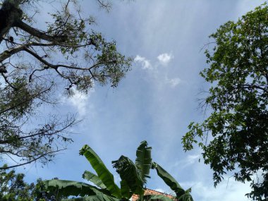 Gün boyunca birkaç ağaç dallı, berrak bir gökyüzünün fotoğrafı.
