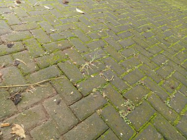 Sokaklar yosun dolu tuğlalarla dolu. Gün boyunca fotoğraflanmış.