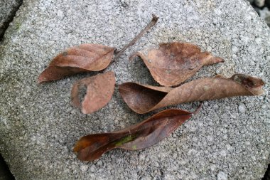 Fotoğraf Rambutan ağacının kuru kahverengi yaprakları kaldırım yoluna düştü.