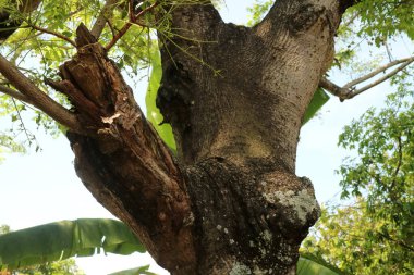 Büyük gövdesi ve dalları olan bir ağacın fotoğrafı. Gün boyunca fotoğraflanmış.