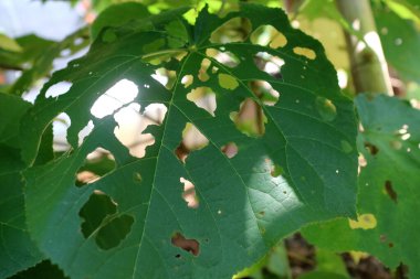 Melochia villosissimus glabrous yaprağının fotoğrafı, taze yeşil renkle şekillendirilmiş kalp, böcek saldırılarından kaynaklanan delikler.