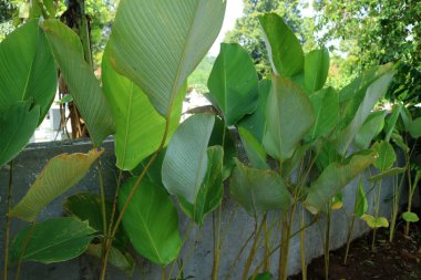 Bir grup Calathea Lutea 'nın fotoğrafı. Yol kenarında taze yeşil yapraklar var.