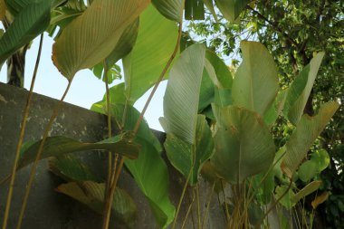 Bir grup Calathea Lutea 'nın fotoğrafı. Yol kenarında taze yeşil yapraklar var.