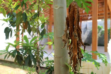 Bir papaya ağacının yaprakları solmuş ve kurudur, ama yine de gün boyunca bir bahçedeki ağaca bağlıdır..