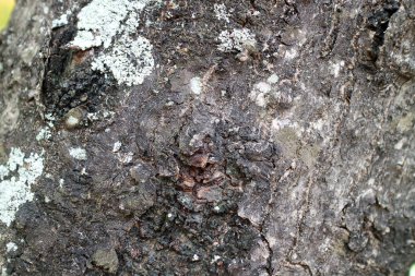 Mantar benekleriyle kaplı bir ağaç kabuğunun dokusunun fotoğrafı, baskın renkler siyah ve beyaz