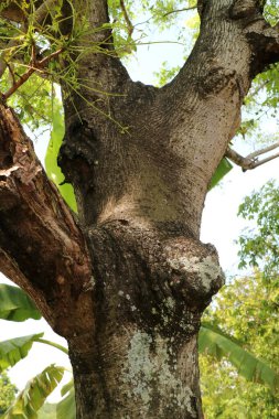 Büyük gövdesi ve dalları olan bir ağacın fotoğrafı. Gün boyunca fotoğraflanmış.