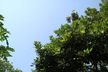 Rambutan ağacının, yemyeşil yapraklarıyla parlak mavi bir gökyüzü arkaplanının fotoğrafı.