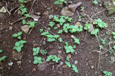 Koyu kahverengi toprakta taze yeşil yapraklı birkaç bitki filizinin fotoğrafı.