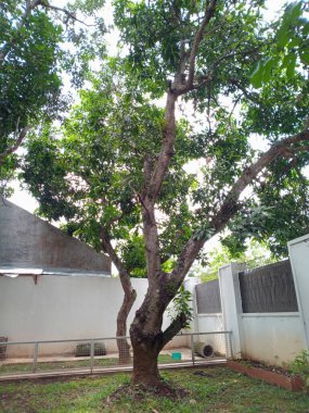 Evin arkasında dallı bir gövdesi olan, yerde gölgesi olan büyük bir mango ağacının fotoğrafı.