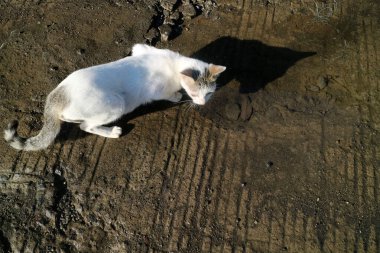 Islak ve çamurlu zeminde çömelmiş siyah lekeli beyaz bir kedi güneş ışığına güçlü bir gölge düşürüyor.