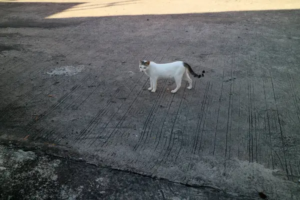 Siyah işaretli beyaz bir kedi. Dokuma beton zeminde dikiliyor. Doğal ışık altında yakalanmış.