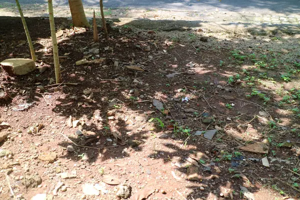 Dağınık kayalarla kaplı kuru toprak ve güneş ışığı altında küçük yeşil otlar.