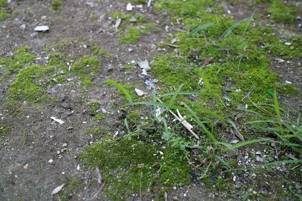 Doğal yeşil yosun ve çimenler dağınık enkazlarla dolu engebeli topraklarda yetişiyor.