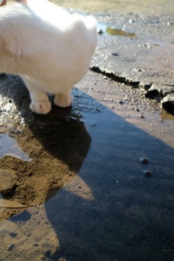 Su birikintisinin yanında duran beyaz kedi ıslak yüzeyde uzun gölgeler bırakıyor.