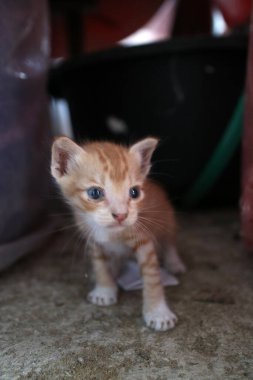 Küçük turuncu ve beyaz bir kedi yavrusu, ilginç bir şekilde yana bakan beton zeminde duruyor. Arka plan bulanık, kedinin uyarı ifadesini ve yumuşak kürkünü vurguluyor.